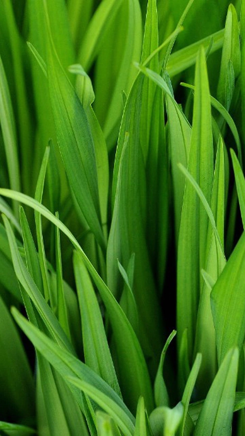 绿色养眼高清手机h5背景