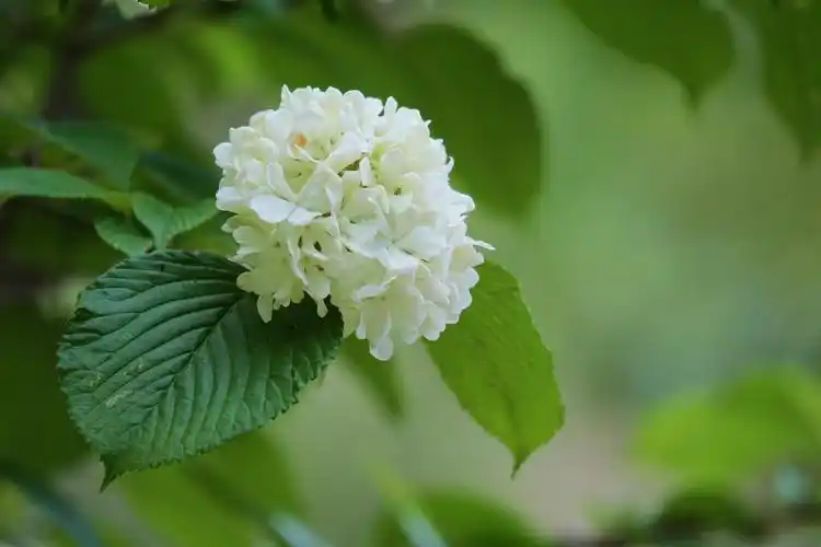 绣球花_风景_poco摄影