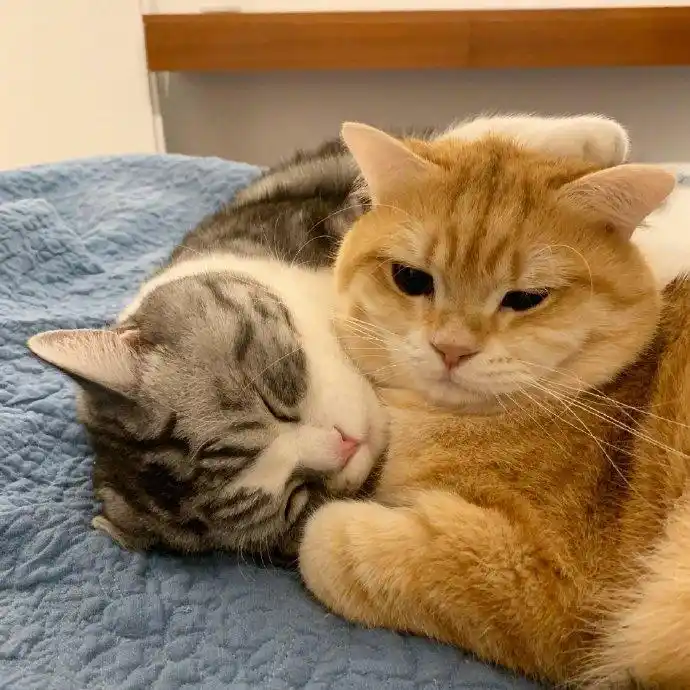 一直吸猫一直爽】21世纪,"有猫"登上宠物鄙视链顶端,朋友圈晒猫已成为