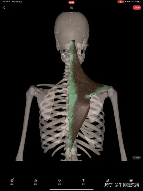 10肩胛骨的上下回旋及其肌肉②