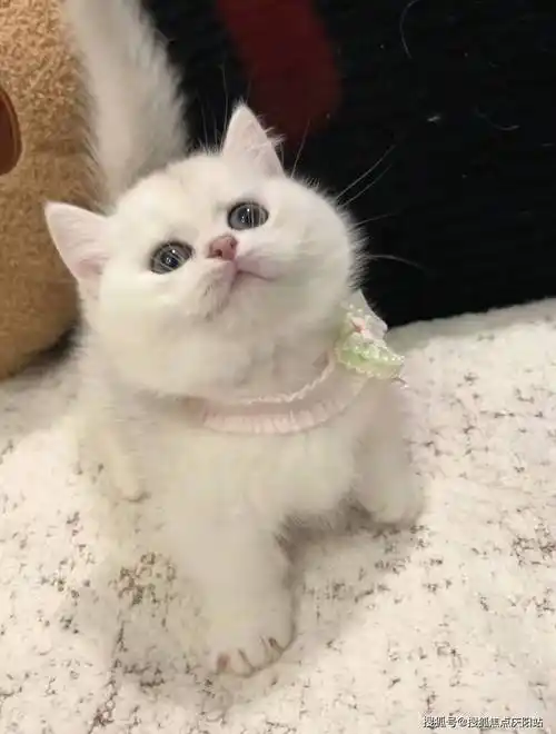 深圳买英短蓝金猫首页网站(深圳宝安区)哪里有英短蓝金猫卖