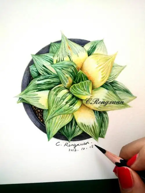 溶萱手绘彩铅多肉玉露寿锦