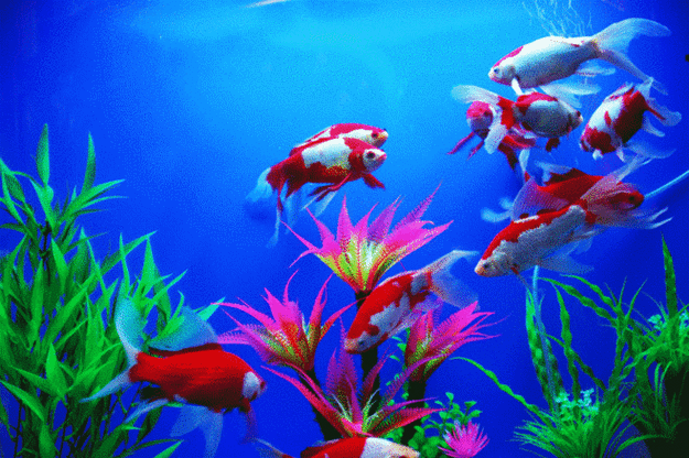 658_438gif 动态图 动图