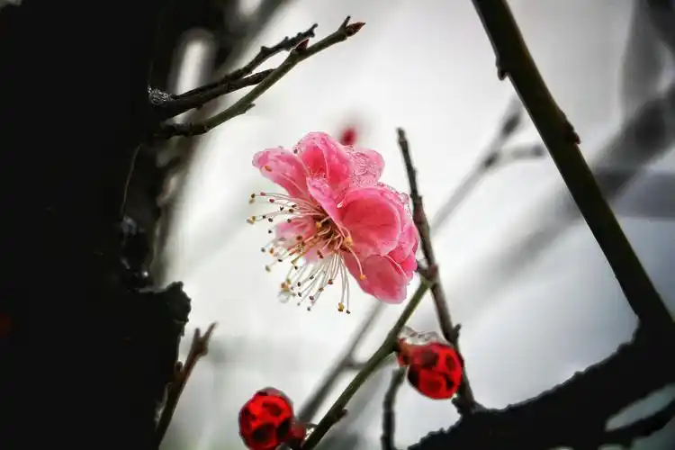 傲雪寒梅独自开,唯有伊人踏香来.