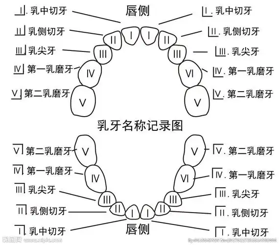 呵护幼儿口腔健康关爱宝贝每颗牙齿
