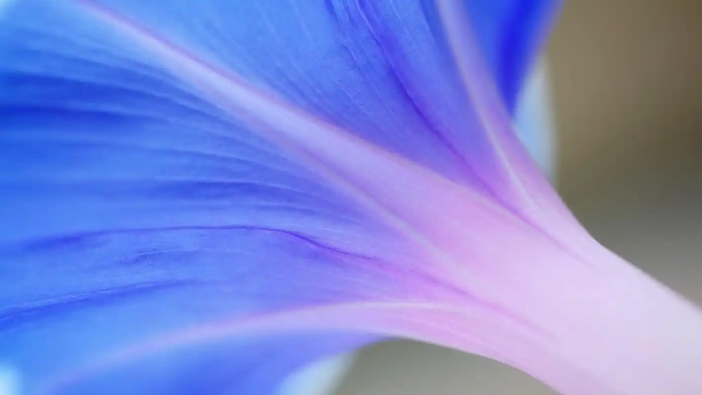 唯美紫色牵牛花图片电脑壁纸