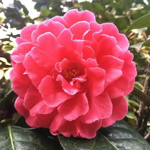 茶花哪个品种最好看又漂亮(茶花最好的品种图片大全)_金纳莱网