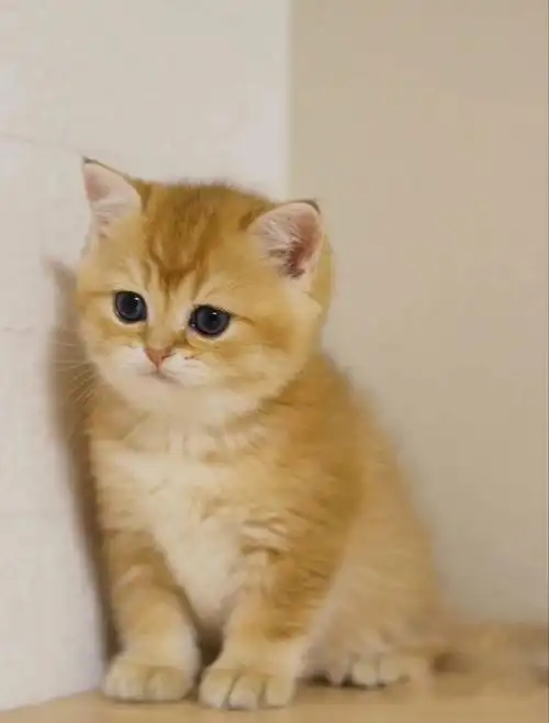 英短金渐层幼猫3个月以下疫苗驱虫都做了