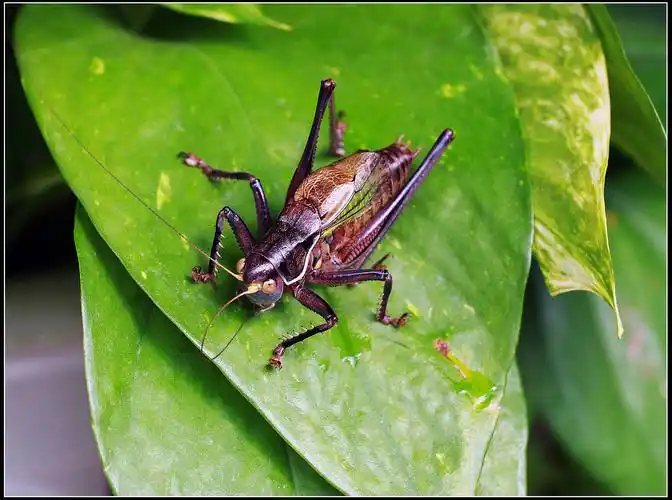 冬天里的一组蝈蝈