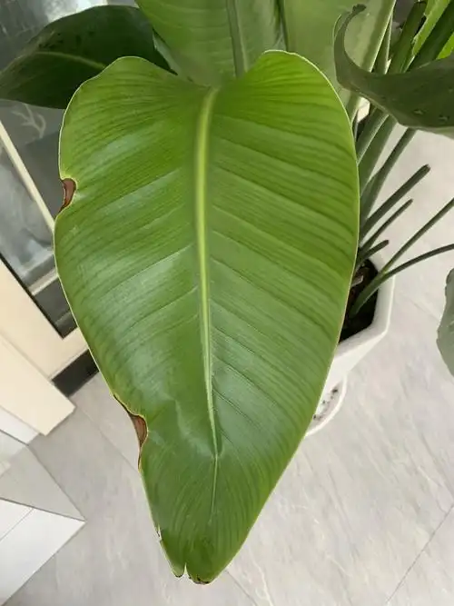 救命天堂鸟叶子卷起来还有焦边是什么原因