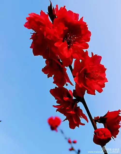 桃花盛开的春天