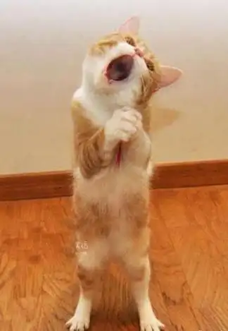 就连凤姐上厕所都笑趴下了!