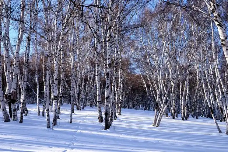 白桦林