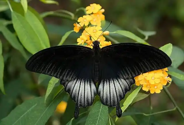 非常稀有的蝴蝶:半雌半雄的"人妖"美凤蝶