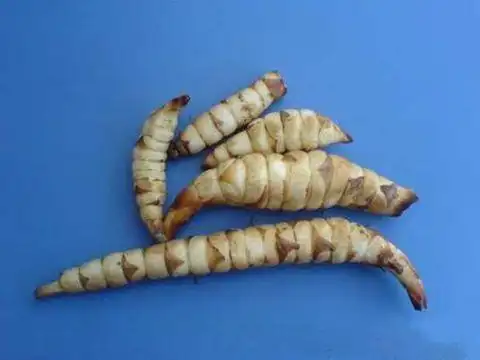 地笋图片-中草药图片