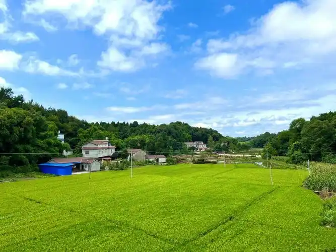 杆即便是停电看看四周的绿色稻田和蓝天白云很难不觉得此刻十分珍贵