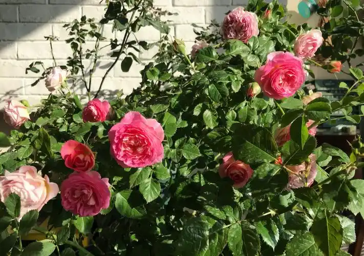 阳台盆栽新宠—小魔女甜心,花朵美又香,丰花勤花,冬天也有花看