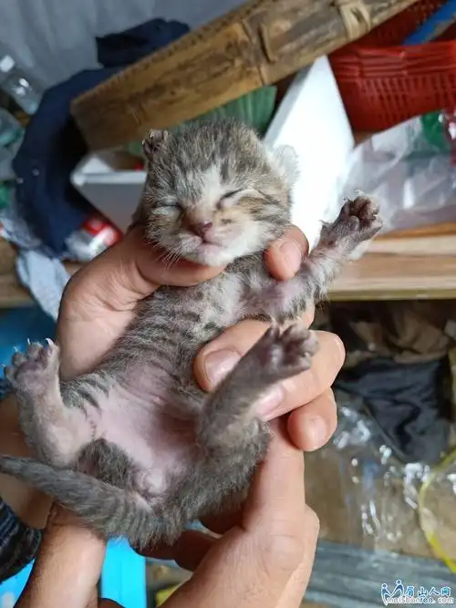 谁有新下的土猫 我想领养一只