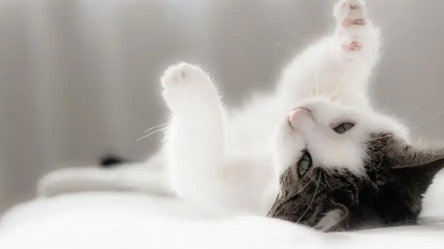 可爱萌宠小猫咪高清桌面壁纸