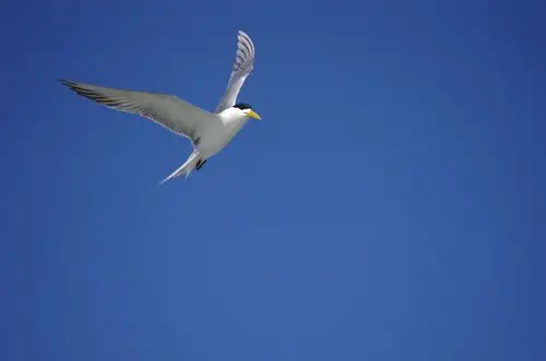 飞鸟4 - 自然类-摄影大赛2016 - 国家地理中文网