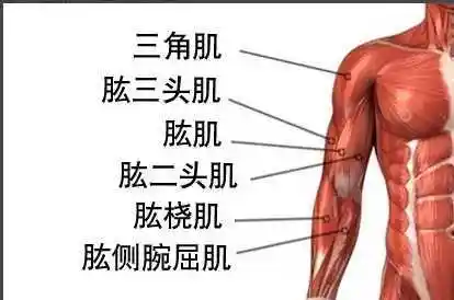 有没有从来不去健身房,但是身材却很好的,是怎么样训练的? - 期权论坛
