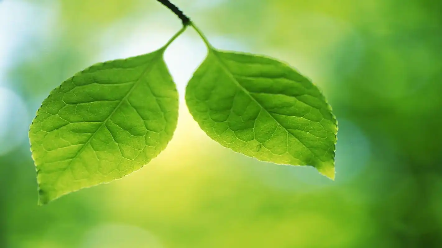 精选绿色电脑锁屏背景护眼绿叶壁纸图片下载