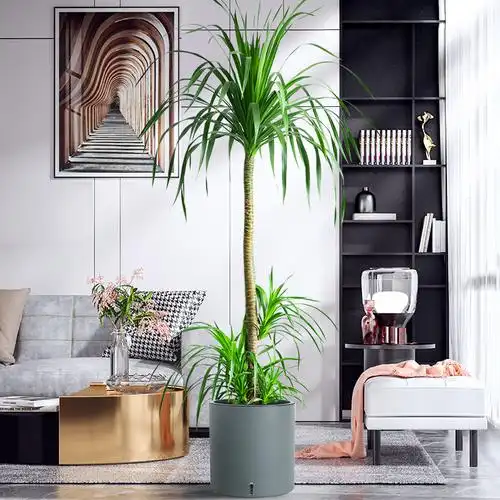 龙血千年大型客厅室内绿色植物办公室龙须树老桩绿植大型绿植