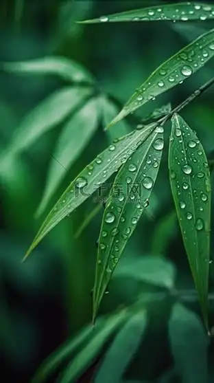 竹叶绿色背景图片_竹叶绿色背景素材-竹叶绿色背景图片大全-千库网