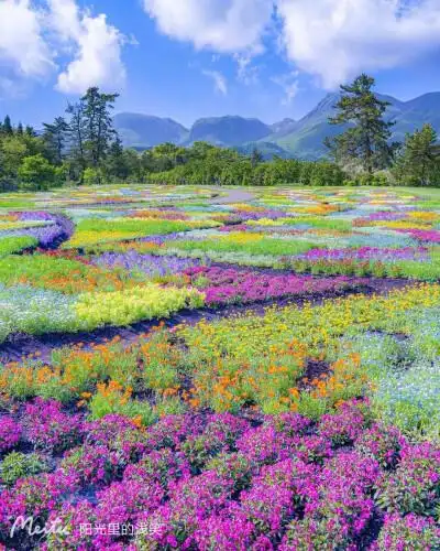 浪漫花海