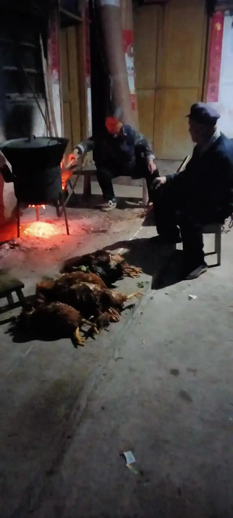 我公公,婆婆七十多岁的老人喂的鸡被一个队的狗咬的看了是多么的 - 抖