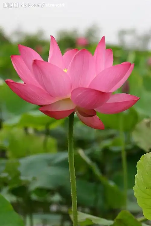 粉色莲花微妙香洁精美图组力荐观赏几天后可能失效可尽快下载到硬盘