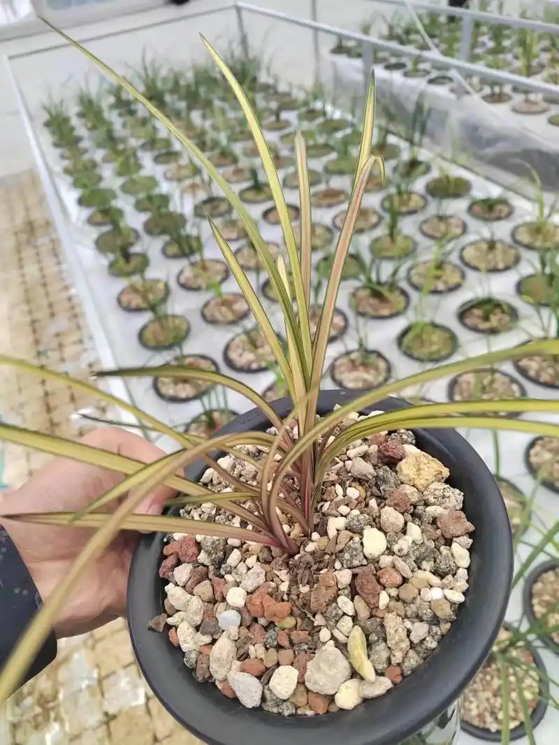 蕙兰 #精品兰花 四苗七彩红钻 要的速度 - 抖音