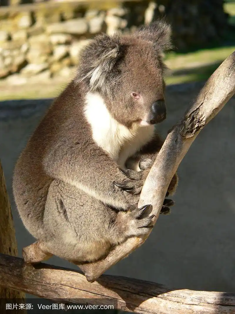 树袋熊,动物的育儿袋,自然,垂直画幅,毛绒玩具