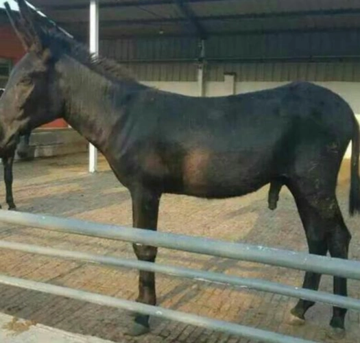 驴乌头驴乌头驴特点及养殖前景