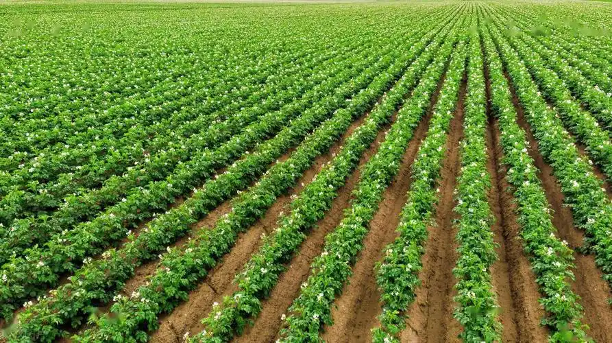 土豆想要长得个大又高产,这三个方法不能少,多年实践经验_种植