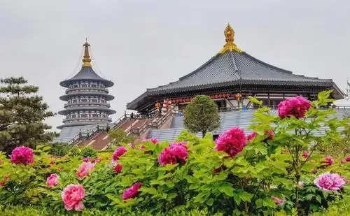 洛阳城花海人潮,竞睹牡丹倩姿芳容,这里是最佳旅游目的地