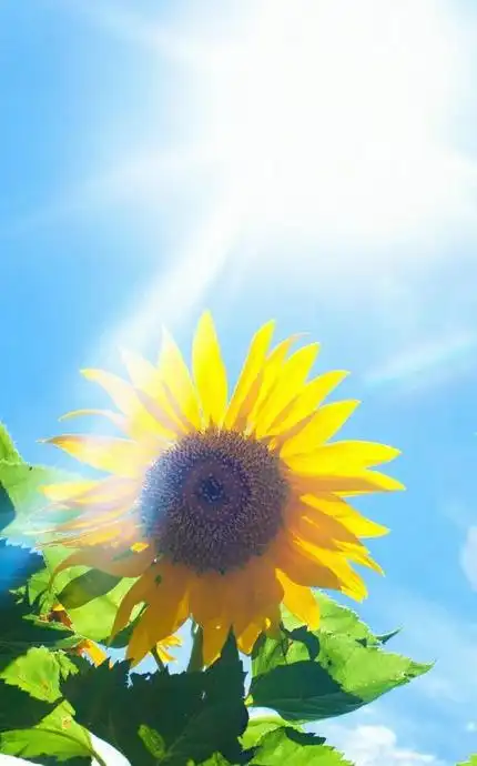 手机屏保图片大全唯美【唯美的风景手机壁纸】