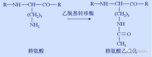 抗体发现之乙酰化抗体