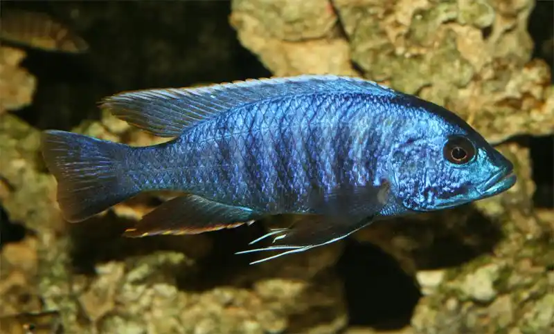 三湖鱼的特写 - 三湖慈鲷 - cta南美水族