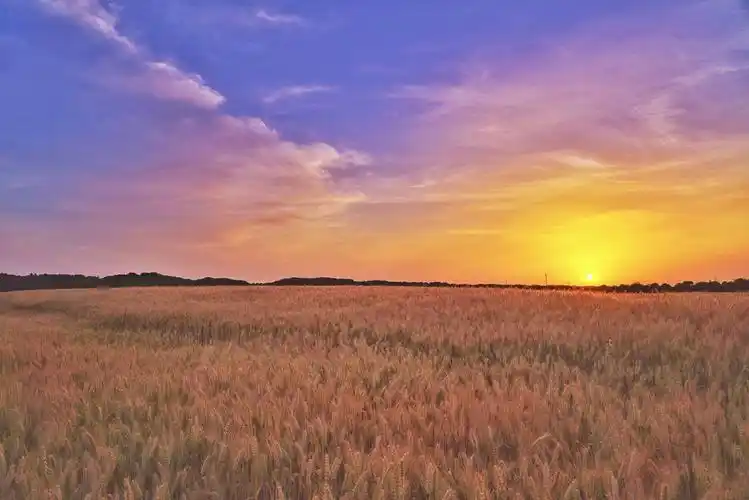 金色麦田,丰收的希望