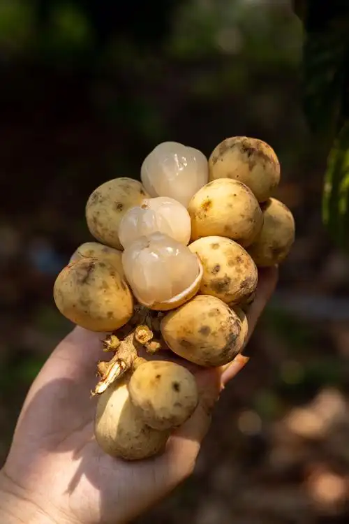 稀有高端泰国进口龙宫果爱情果新鲜热带水果龙贡果顺丰空运孕妇果