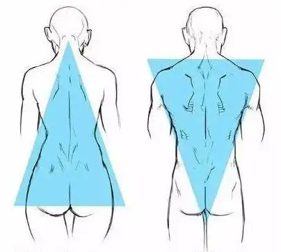 2,男女性身体的区别