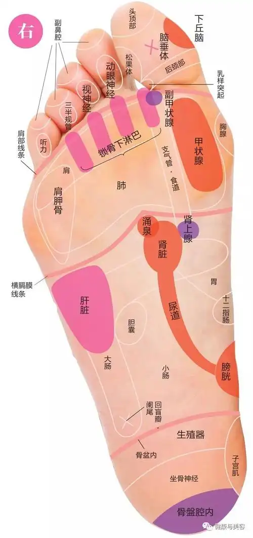 孙俪的袜子都是穴位,按摩脚底反射区能抗衰老!