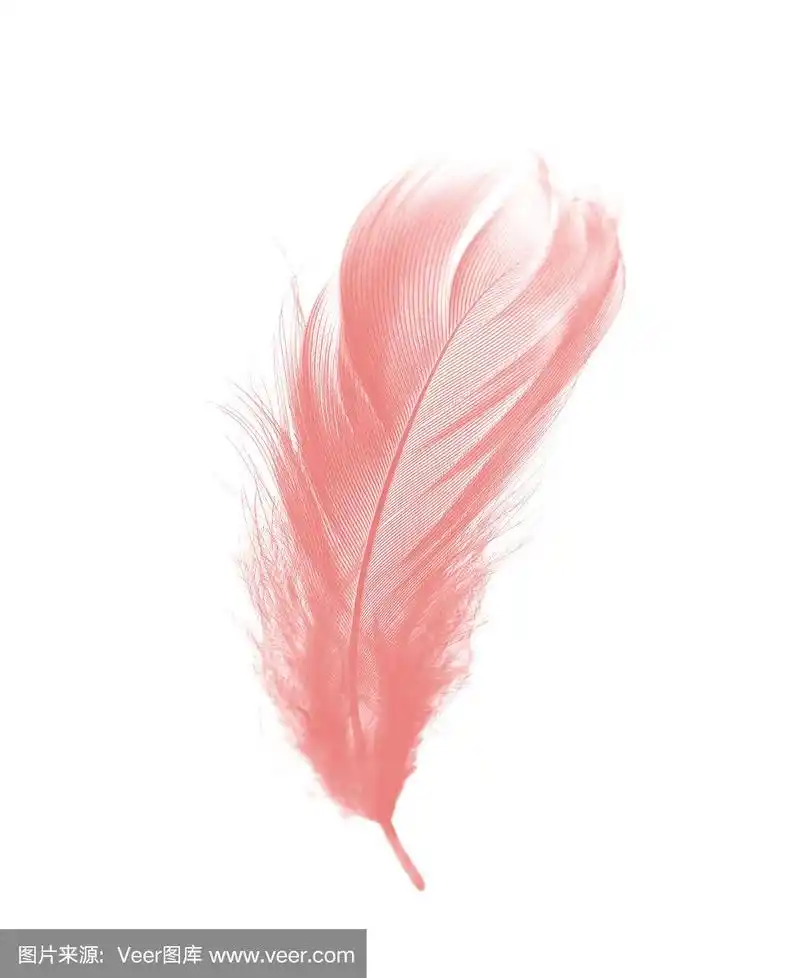 美丽的淡粉色羽毛孤立在白色背景上