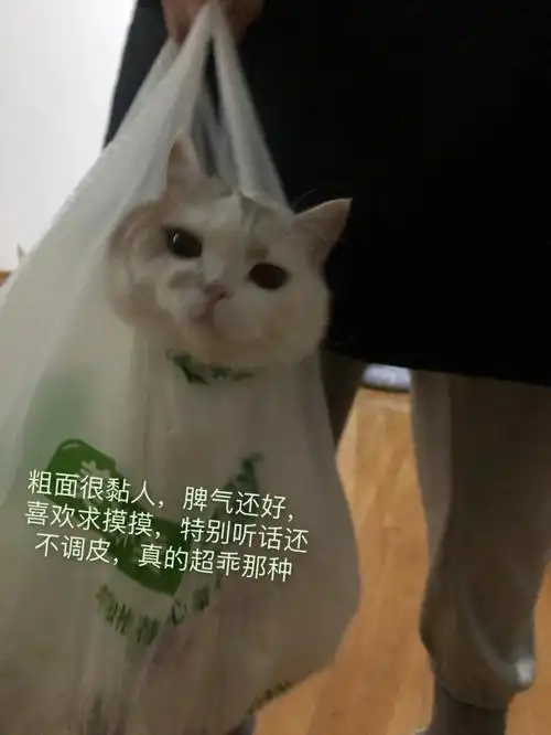 说说猫咪心脏病的事吧,我失去了一只猫猫