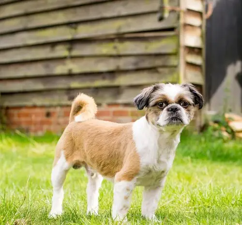 可爱狗狗图片-可爱狗狗图片大全-可爱狗狗图片素材