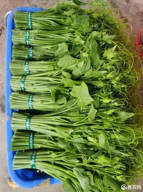 龙须菜 瓜尖 丝瓜尖 佛手瓜藤尖