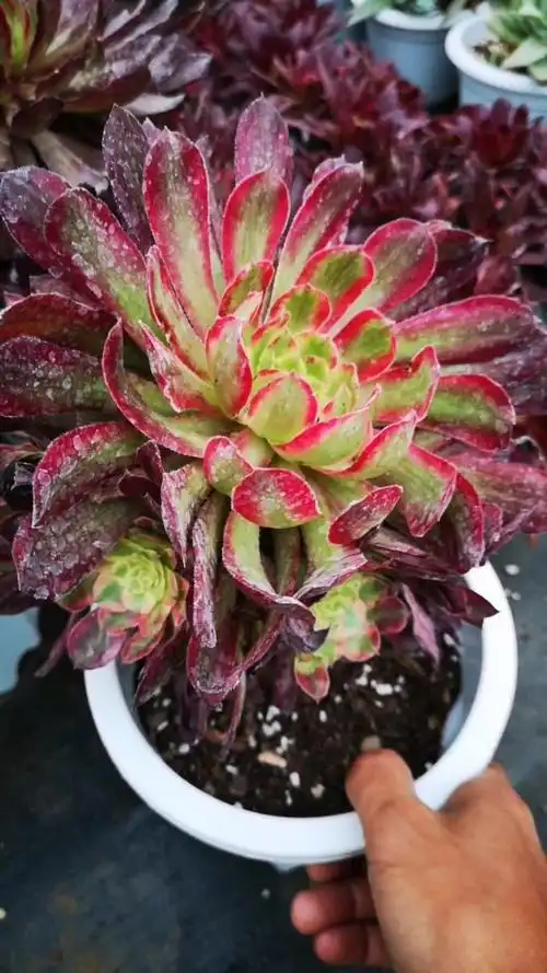 云南多肉植物 法师红覆轮锦