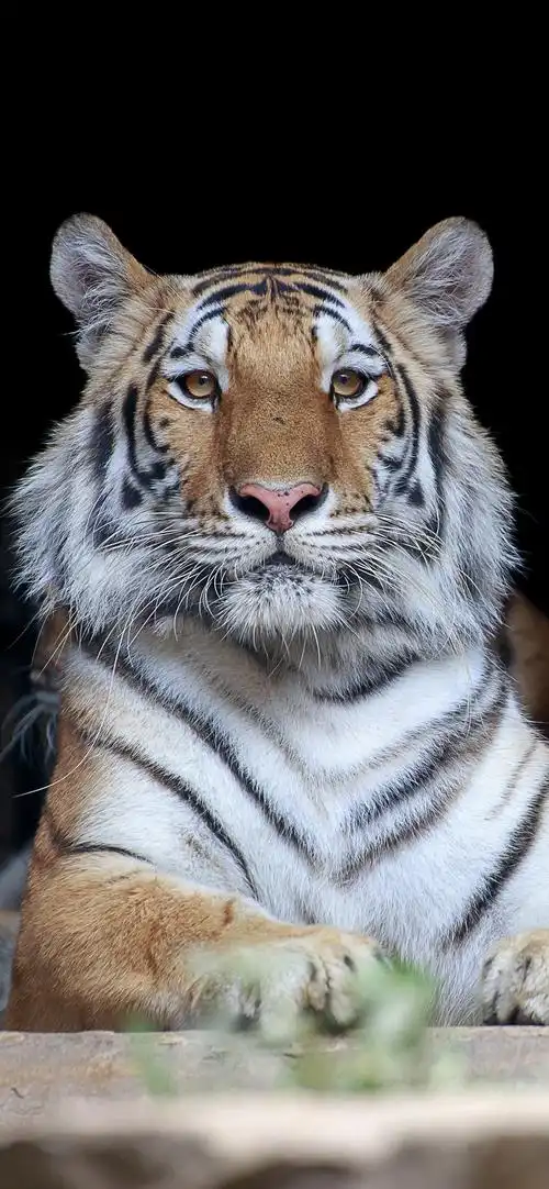 老虎休息绿叶iphone壁纸