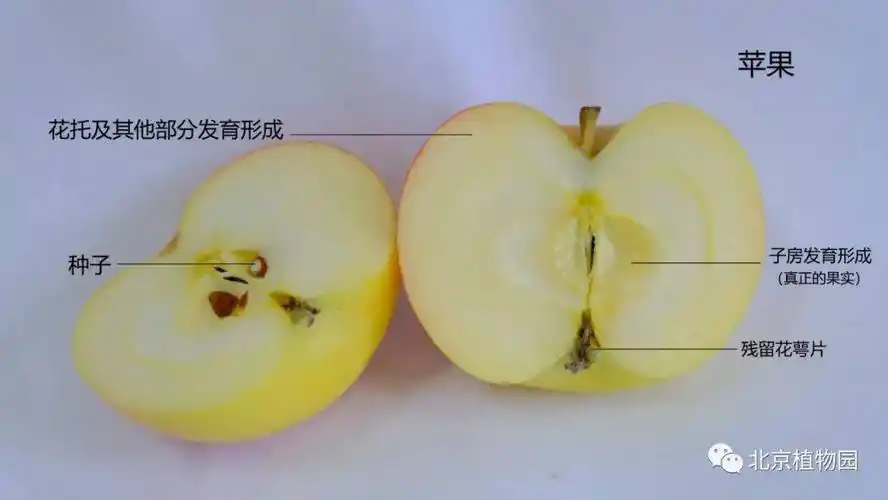 苹果的梗 苹果的梗子叫什么